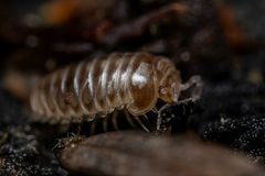 Glomeroides primus by (c) Jeremiah Degenhardt, some rights reserved (CC BY), uploaded by Jeremiah Degenhardt. Used under a CC-BY license.