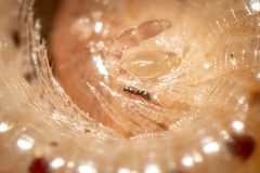 Blaniulidae by (c) Joeb, some rights reserved (CC BY), uploaded by Joeb. Used under a CC-BY license.