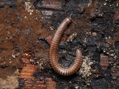 Cylindroiulus punctatus by (c) Alexis Tinker-Tsavalas, some rights reserved (CC BY), uploaded by Alexis Tinker-Tsavalas. Used under a CC-BY license.