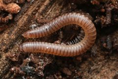 Cylindroiulus punctatus by (c) Alexis Tinker-Tsavalas, some rights reserved (CC BY), uploaded by Alexis Tinker-Tsavalas. Used under a CC-BY license.