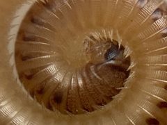 Cylindroiulus punctatus by (c) Joss Carr, some rights reserved (CC BY), uploaded by Joss Carr. Used under a CC-BY license.