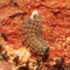 Polyxenidae by (c) Katja Schulz, some rights reserved (CC BY). Used under a CC-BY license.