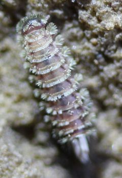Polyxenus by (c) Even Dankowicz, some rights reserved (CC BY), uploaded by Even Dankowicz. Used under a CC-BY license.