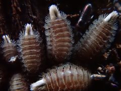 Polyxenus lagurus by (c) agujaceratops, some rights reserved (CC BY), uploaded by agujaceratops. Used under a CC-BY license.