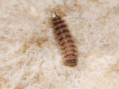 Polyxenus lagurus by (c) Alexis Tinker-Tsavalas, some rights reserved (CC BY), uploaded by Alexis Tinker-Tsavalas. Used under a CC-BY license.