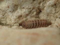 Polyxenus lagurus by (c) Alexis Tinker-Tsavalas, some rights reserved (CC BY), uploaded by Alexis Tinker-Tsavalas. Used under a CC-BY license.