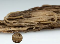 Andrognathus corticarius by (c) Patricia L. Shorter, Derek A. Hennen, Paul E. Marek, some rights reserved (CC BY). Used under a CC-BY license.