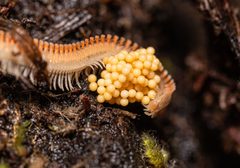 Platydesmida by (c) Jeremiah Degenhardt, some rights reserved (CC BY), uploaded by Jeremiah Degenhardt. Used under a CC-BY license.