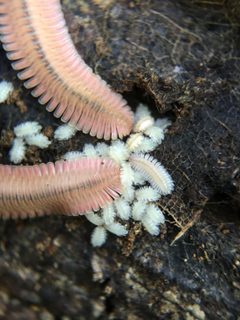 Platydesmida by (c) Matt Berger, some rights reserved (CC BY), uploaded by Matt Berger. Used under a CC-BY license.