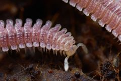 Platydesmida by (c) Ken-ichi Ueda, some rights reserved (CC BY), uploaded by Ken-ichi Ueda. Used under a CC-BY license.