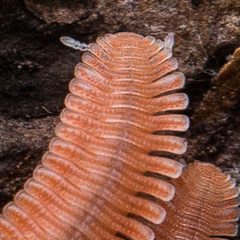 Platydesmida by (c) Ken-ichi Ueda, some rights reserved (CC BY), uploaded by Ken-ichi Ueda. Used under a CC-BY license.