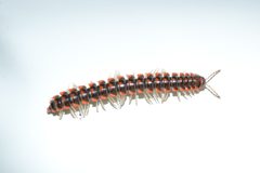 Euryurus leachii by (c) Andrew C, some rights reserved (CC BY). Used under a CC-BY license.