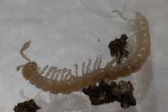Macrosternodesmidae by (c) Donald Hobern, some rights reserved (CC BY). Used under a CC-BY license.