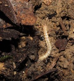 Macrosternodesmidae by (c) Derek Hennen, some rights reserved (CC BY), uploaded by Derek Hennen. Used under a CC-BY license.