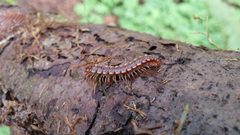 Kepolydesmus by (c) Casey H. Richart, some rights reserved (CC BY), uploaded by Casey H. Richart. Used under a CC-BY license.