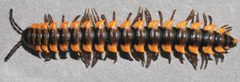 Orthomorpha by (c) 
Natdanai Likhitrakarn, Sergei I. Golovatch, Somsak Panha, some rights reserved (CC BY). Used under a CC-BY license.