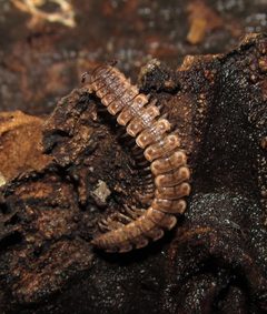 Pseudopolydesmus collinus by (c) Derek Hennen, some rights reserved (CC BY), uploaded by Derek Hennen. Used under a CC-BY license.