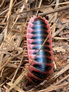 Sigmoria australis by (c) Hayes Valentine, some rights reserved (CC BY), uploaded by Hayes Valentine. Used under a CC-BY license.