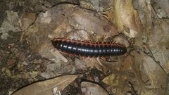 Sigmoria australis by (c) Rafael Medina, some rights reserved (CC BY), uploaded by Rafael Medina. Used under a CC-BY license.