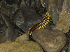 Cherokia georgiana latassa by (c) Evan M. Raskin, some rights reserved (CC BY), uploaded by Evan M. Raskin. Used under a CC-BY license.