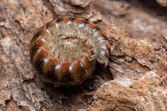 Nannaria cingulata by (c) Ben Smith, some rights reserved (CC BY), uploaded by Ben Smith. Used under a CC-BY license.