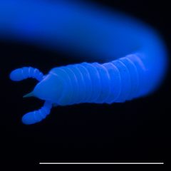Siphonophoridae by (c) Paul Marek, some rights reserved (CC BY). Used under a CC-BY license.