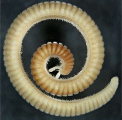 Siphonophoridae by (c) Helen J. Read & Henrik Enghoff, some rights reserved (CC BY). Used under a CC-BY license.