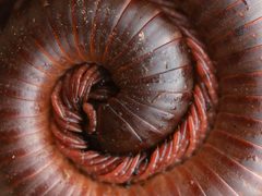 Trigoniulus corallinus by (c) Lawrence Hylton, some rights reserved (CC BY), uploaded by Lawrence Hylton. Used under a CC-BY license.
