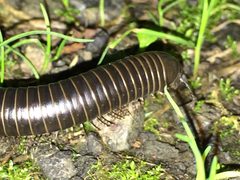 Tylobolus uncigerus by (c) B. Phalan, some rights reserved (CC BY), uploaded by B. Phalan. Used under a CC-BY license.
