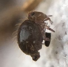 Sminthuroidea by (c) Paul Cook, some rights reserved (CC BY), uploaded by Paul Cook. Used under a CC-BY license.