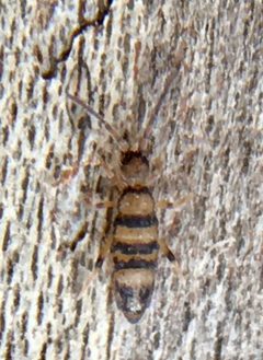 Willowsia platani by (c) Paul Cook, some rights reserved (CC BY), uploaded by Paul Cook. Used under a CC-BY license.