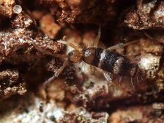 Willowsia platani by (c) Alexis Tinker-Tsavalas, some rights reserved (CC BY), uploaded by Alexis Tinker-Tsavalas. Used under a CC-BY license.
