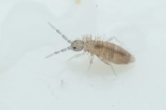 Entomobryoides by (c) Pete Lypkie, some rights reserved (CC BY), uploaded by Pete Lypkie. Used under a CC-BY license.