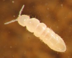 Folsomia candida by (c) 
Cristina Menta, some rights reserved (CC BY). Used under a CC-BY license.