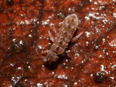 Isotomidae by (c) Alexis Tinker-Tsavalas, some rights reserved (CC BY), uploaded by Alexis Tinker-Tsavalas. Used under a CC-BY license.