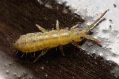 Isotoma riparia by (c) Thomas Dalley, some rights reserved (CC BY), uploaded by Thomas Dalley. Used under a CC-BY license.