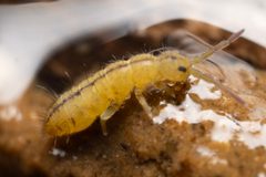 Isotoma riparia by (c) Thomas Dalley, some rights reserved (CC BY), uploaded by Thomas Dalley. Used under a CC-BY license.