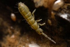 Isotoma riparia by (c) Thomas Dalley, some rights reserved (CC BY), uploaded by Thomas Dalley. Used under a CC-BY license.
