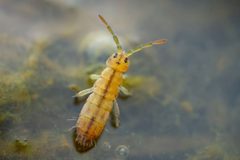 Isotomurus palustris by (c) Alexis Tinker-Tsavalas, some rights reserved (CC BY), uploaded by Alexis Tinker-Tsavalas. Used under a CC-BY license.
