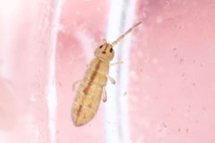 Isotomurus palustris by (c) Owen Strickland, some rights reserved (CC BY), uploaded by Owen Strickland. Used under a CC-BY license.