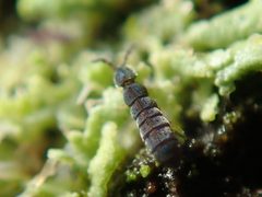 Vertagopus by (c) Alexis Tinker-Tsavalas, some rights reserved (CC BY), uploaded by Alexis Tinker-Tsavalas. Used under a CC-BY license.
