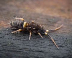 Orchesella by (c) Alexis Tinker-Tsavalas, some rights reserved (CC BY), uploaded by Alexis Tinker-Tsavalas. Used under a CC-BY license.