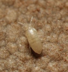Cyphoderus by (c) Jonas V., some rights reserved (CC BY), uploaded by Jonas V.. Used under a CC-BY license.