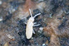 Cyphoderus by (c) Owen Strickland, some rights reserved (CC BY), uploaded by Owen Strickland. Used under a CC-BY license.