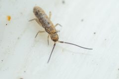 Plutomurus wilkeyi by (c) Pete Lypkie, some rights reserved (CC BY), uploaded by Pete Lypkie. Used under a CC-BY license.
