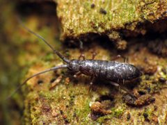 Pogonognathellus dubius by (c) Katja Schulz, some rights reserved (CC BY). Used under a CC-BY license.
