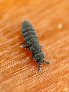 Hypogastruridae by (c) Katja Schulz, some rights reserved (CC BY). Used under a CC-BY license.