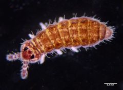 Hypogastruridae by (c) Don Loarie, some rights reserved (CC BY), uploaded by Don Loarie. Used under a CC-BY license.