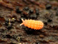 Vitronura giselae by (c) Katja Schulz, some rights reserved (CC BY). Used under a CC-BY license.