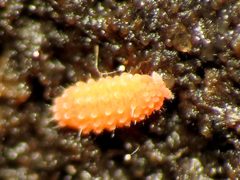 Vitronura giselae by (c) Katja Schulz, some rights reserved (CC BY). Used under a CC-BY license.